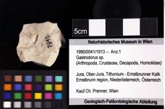 Foto (Objket + Etiketten) von Decapoda indet. 